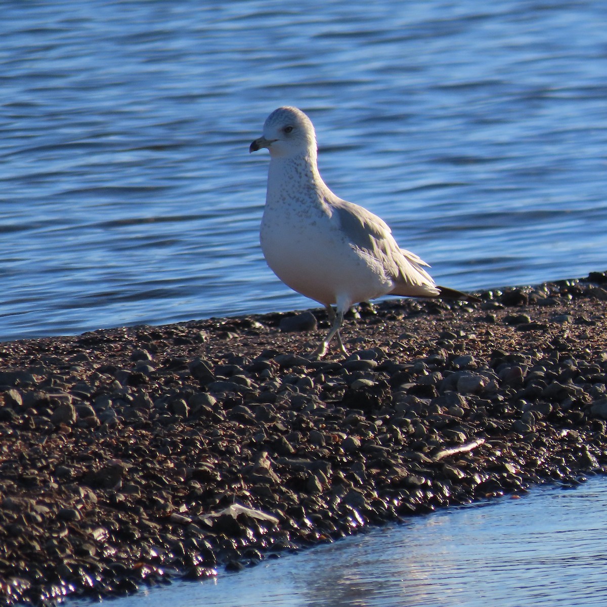 クロワカモメ - ML646540058