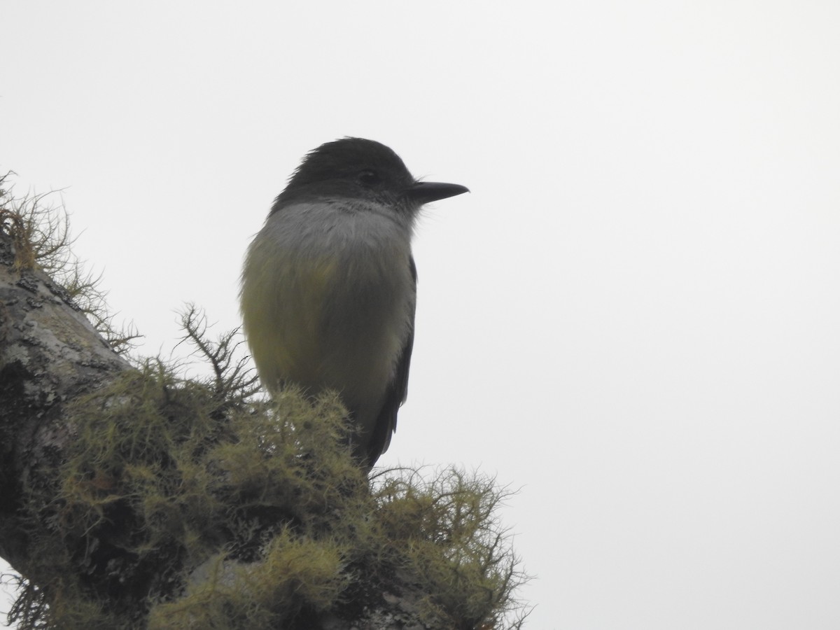 Pale-edged Flycatcher - ML646540059