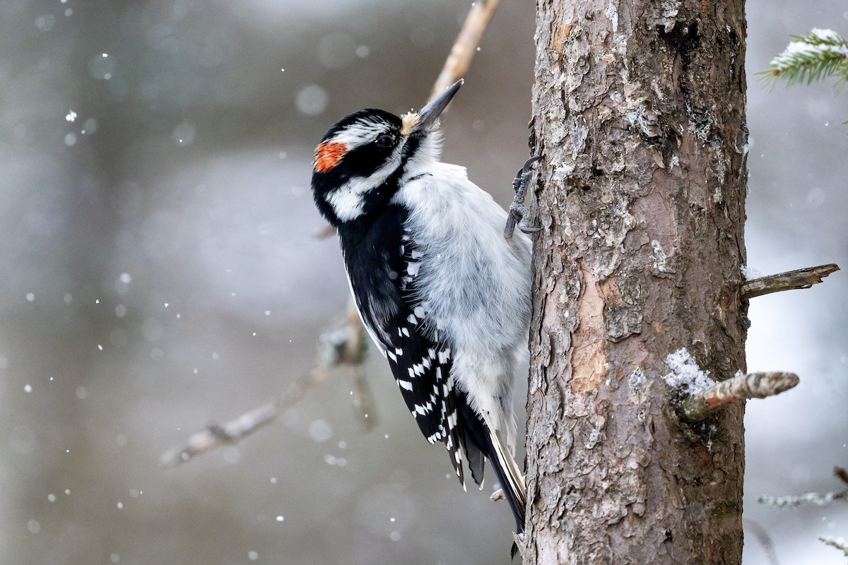 Hairy Woodpecker - ML646540060