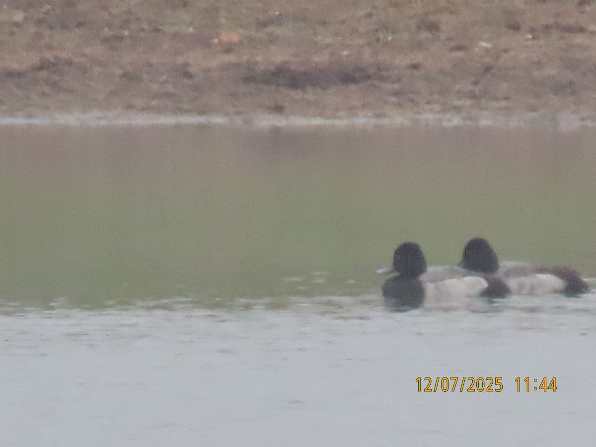 Lesser Scaup - ML646540062