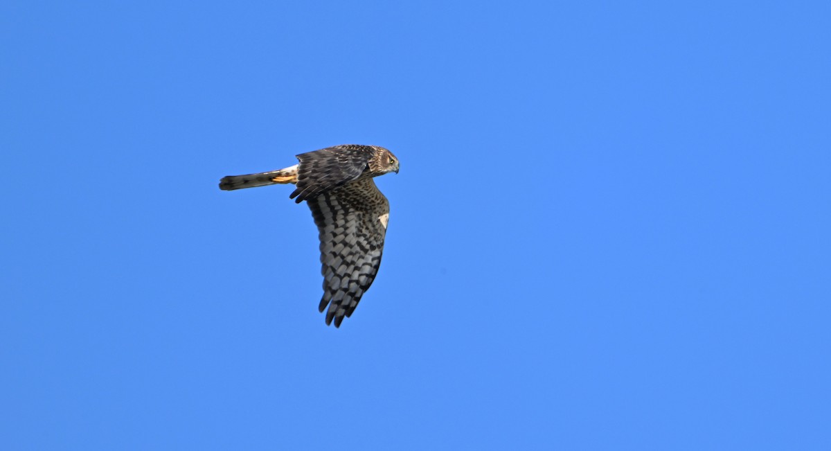 Northern Harrier - ML646540063