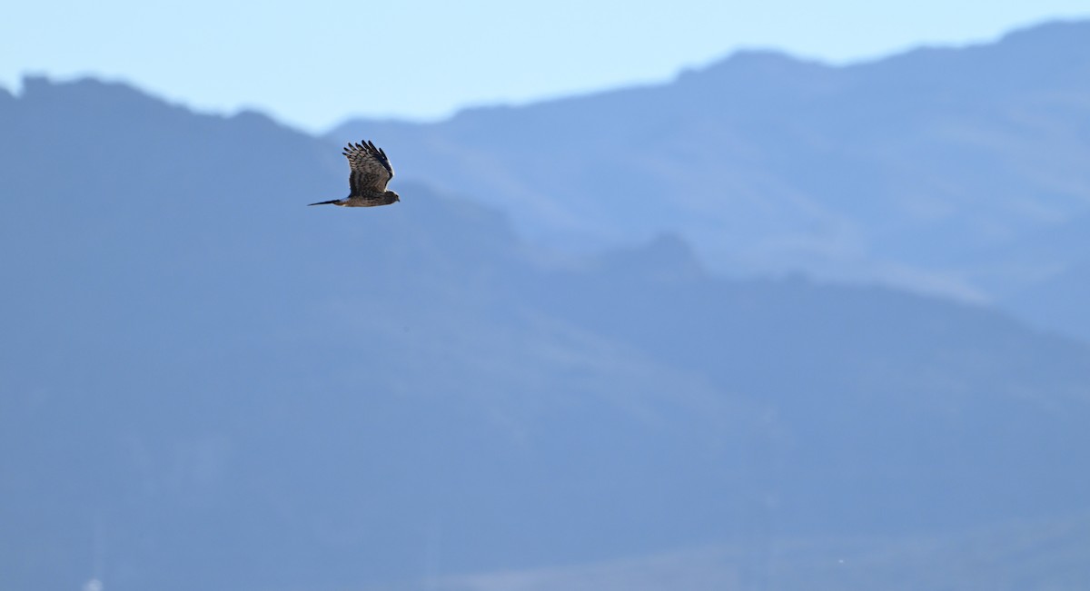 Northern Harrier - ML646540064