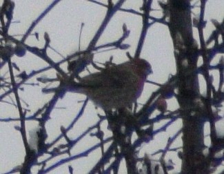 House Finch - ML646540067