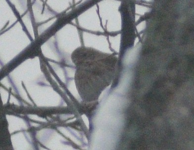House Finch - ML646540068