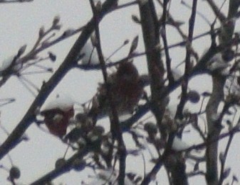 House Finch - ML646540069