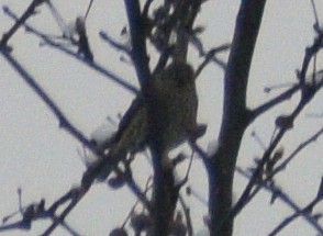 House Finch - ML646540070