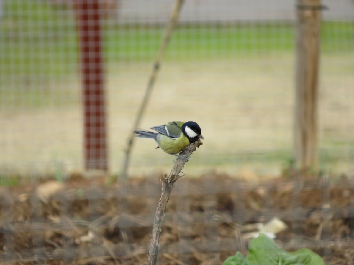 Great Tit - ML646540071