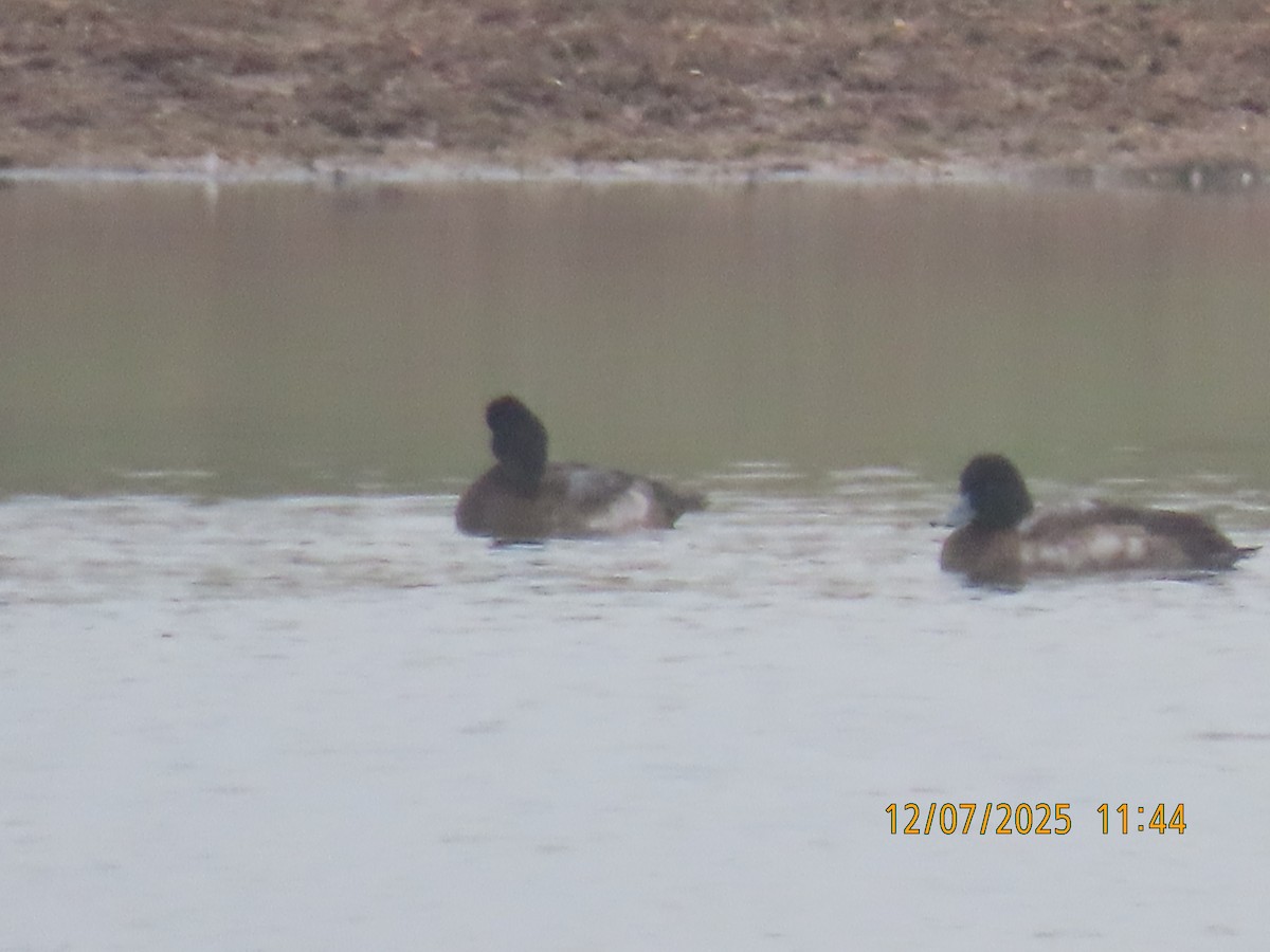 Lesser Scaup - ML646540073