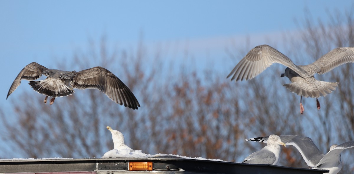 鷗亞科 - ML646540074