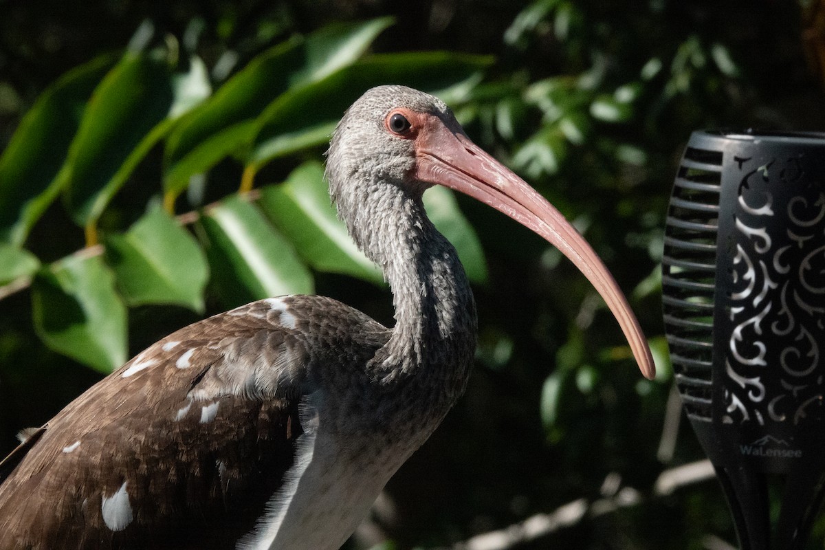 ibis bílý - ML646540075