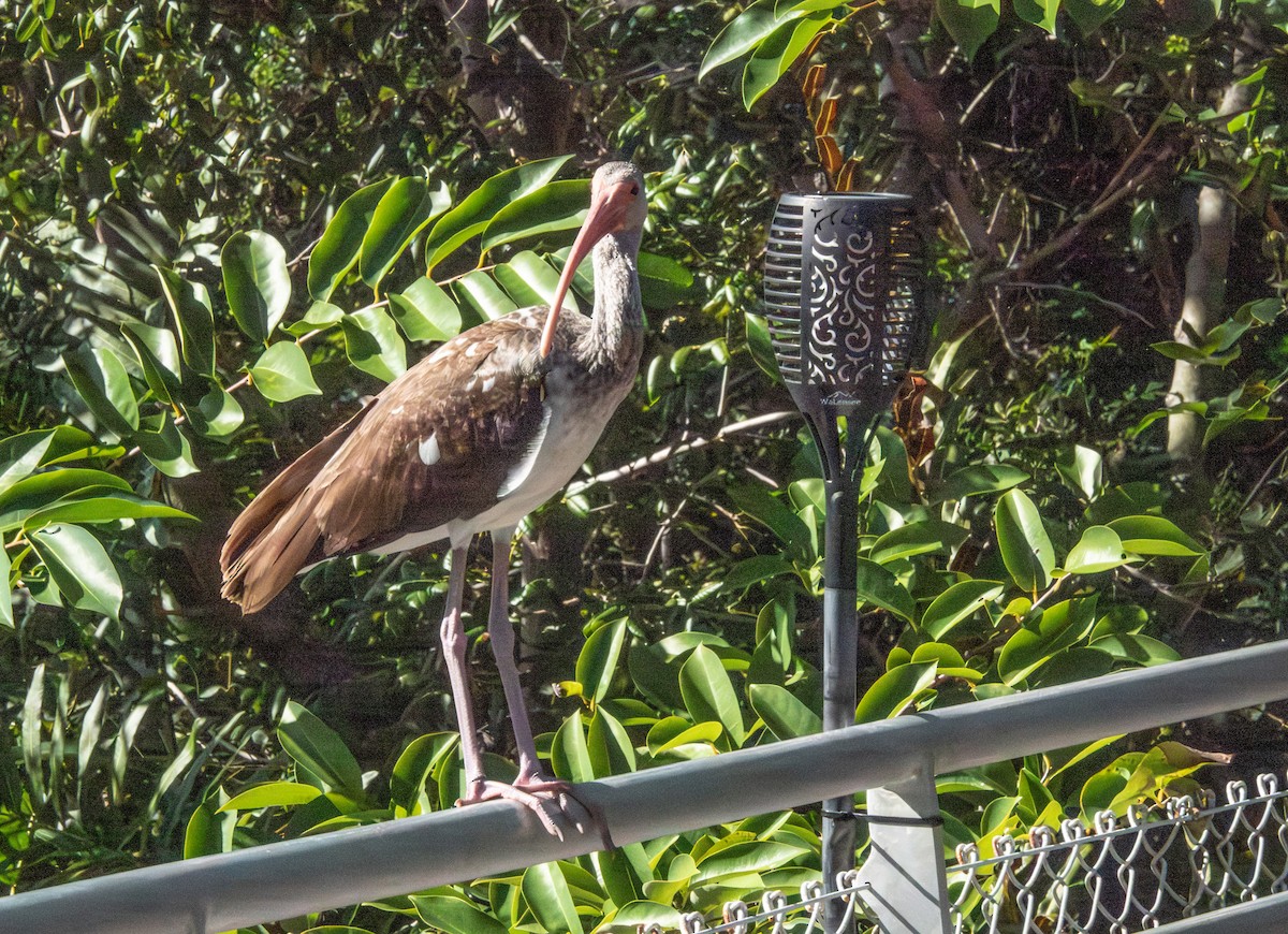 ibis bílý - ML646540076