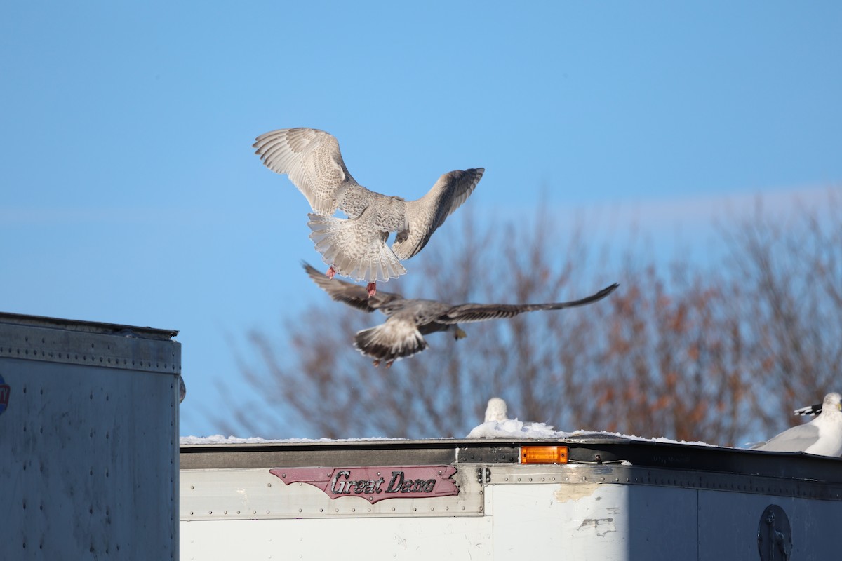 鷗亞科 - ML646540081