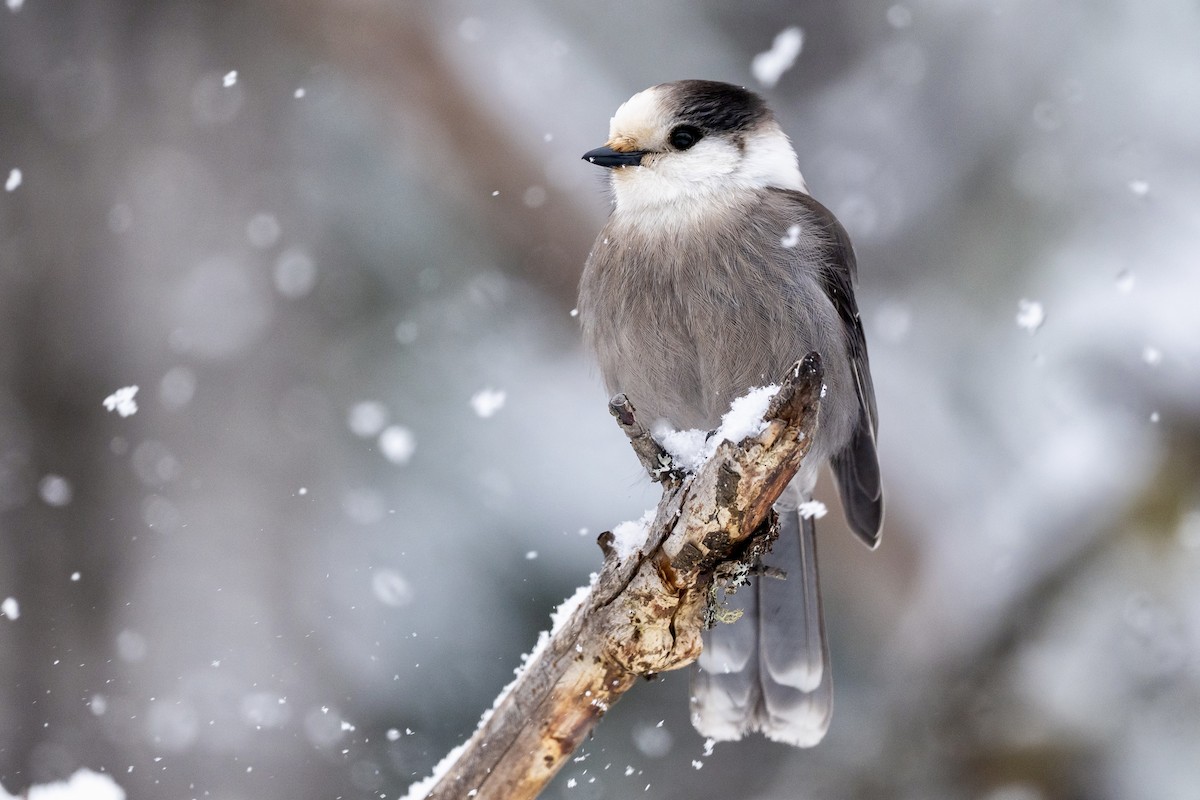 Canada Jay - ML646540083