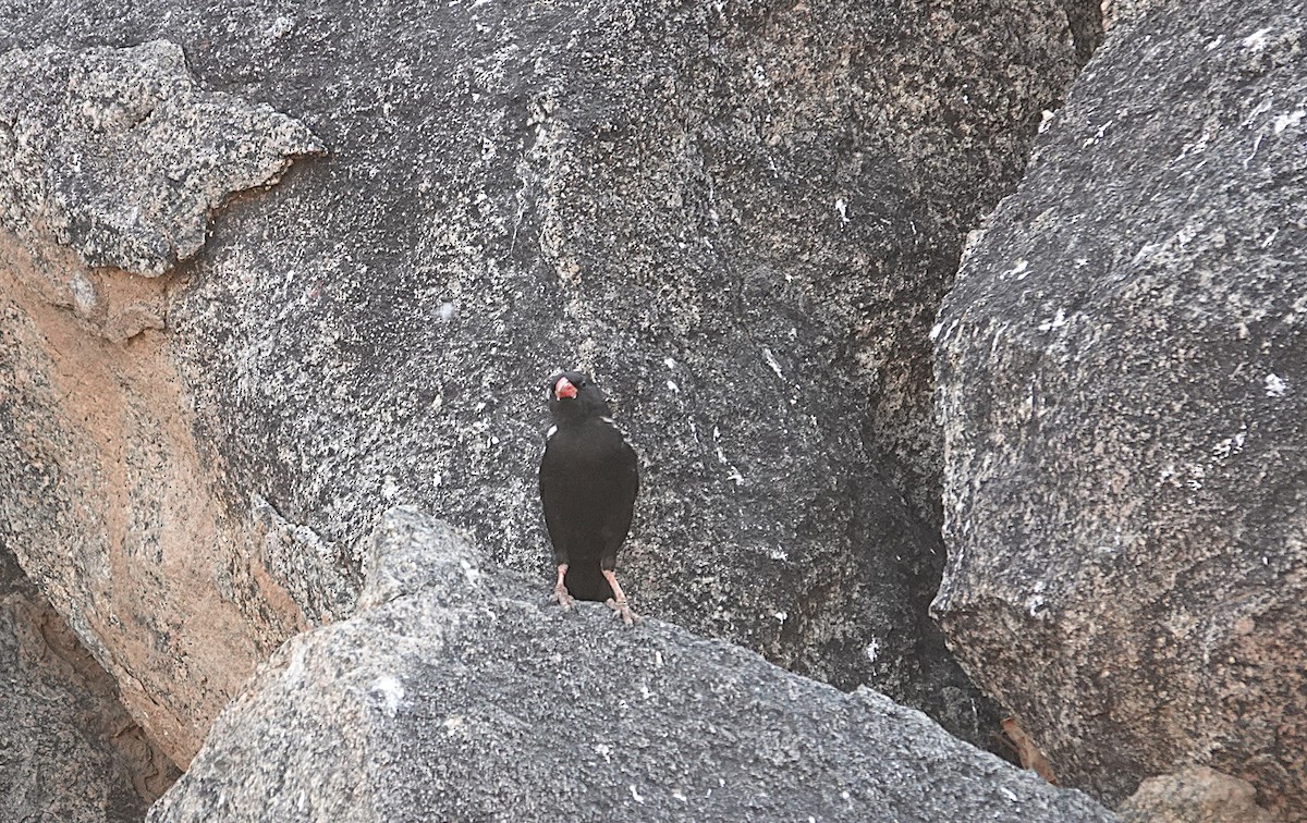 Kırmızı Gagalı Dokumacı - ML646540084