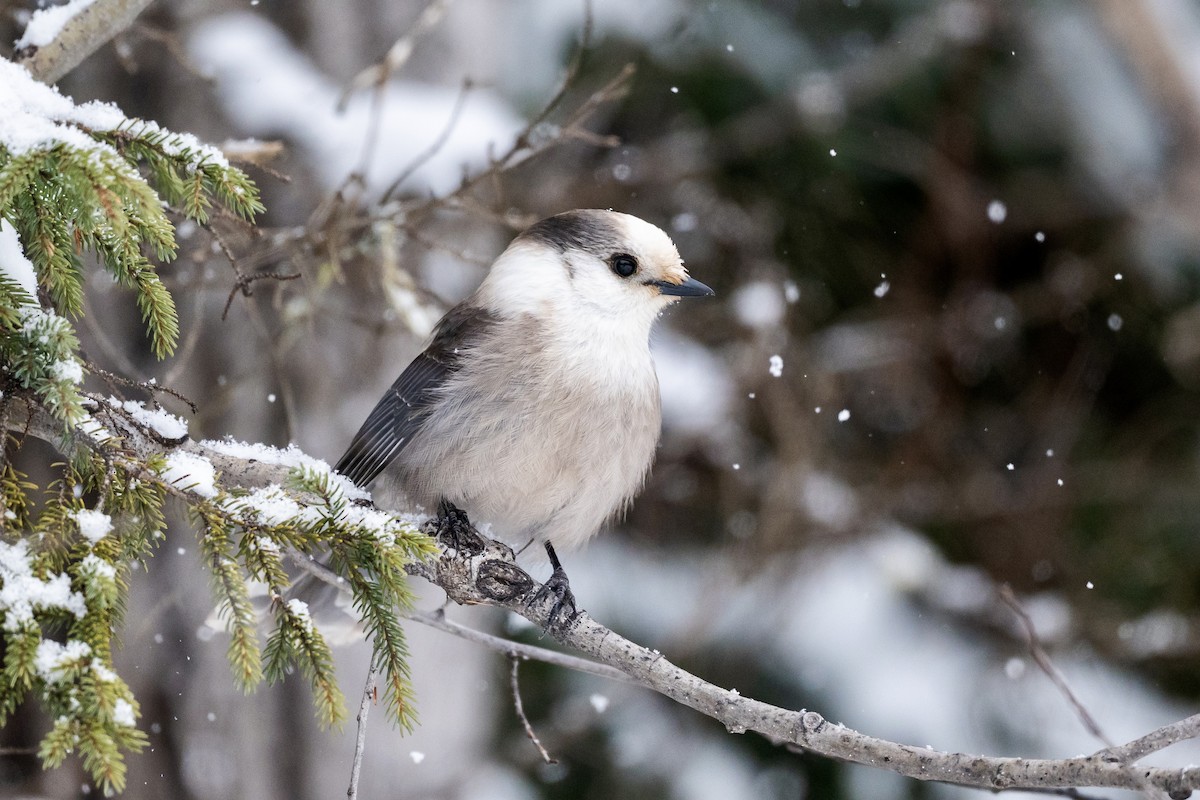 Canada Jay - ML646540085