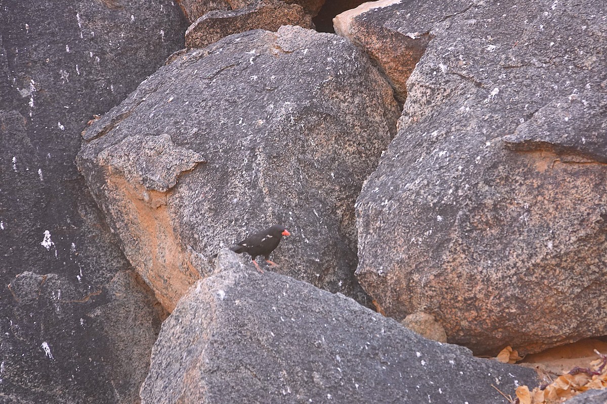 Kırmızı Gagalı Dokumacı - ML646540086