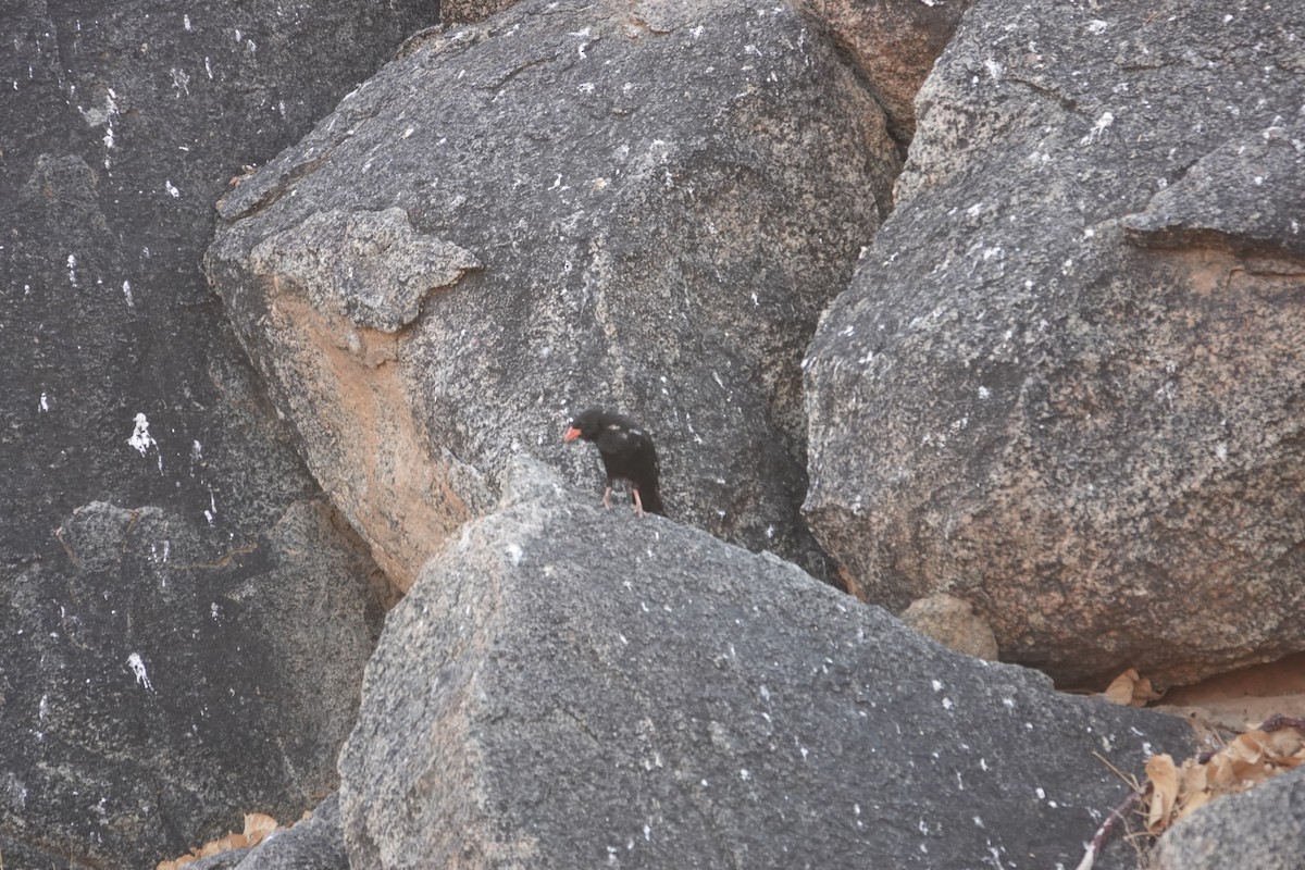 Kırmızı Gagalı Dokumacı - ML646540087