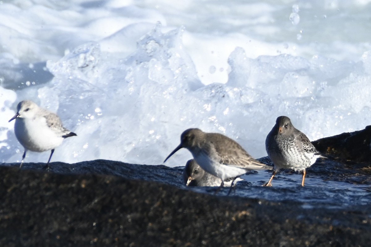 Sanderling - ML646540088