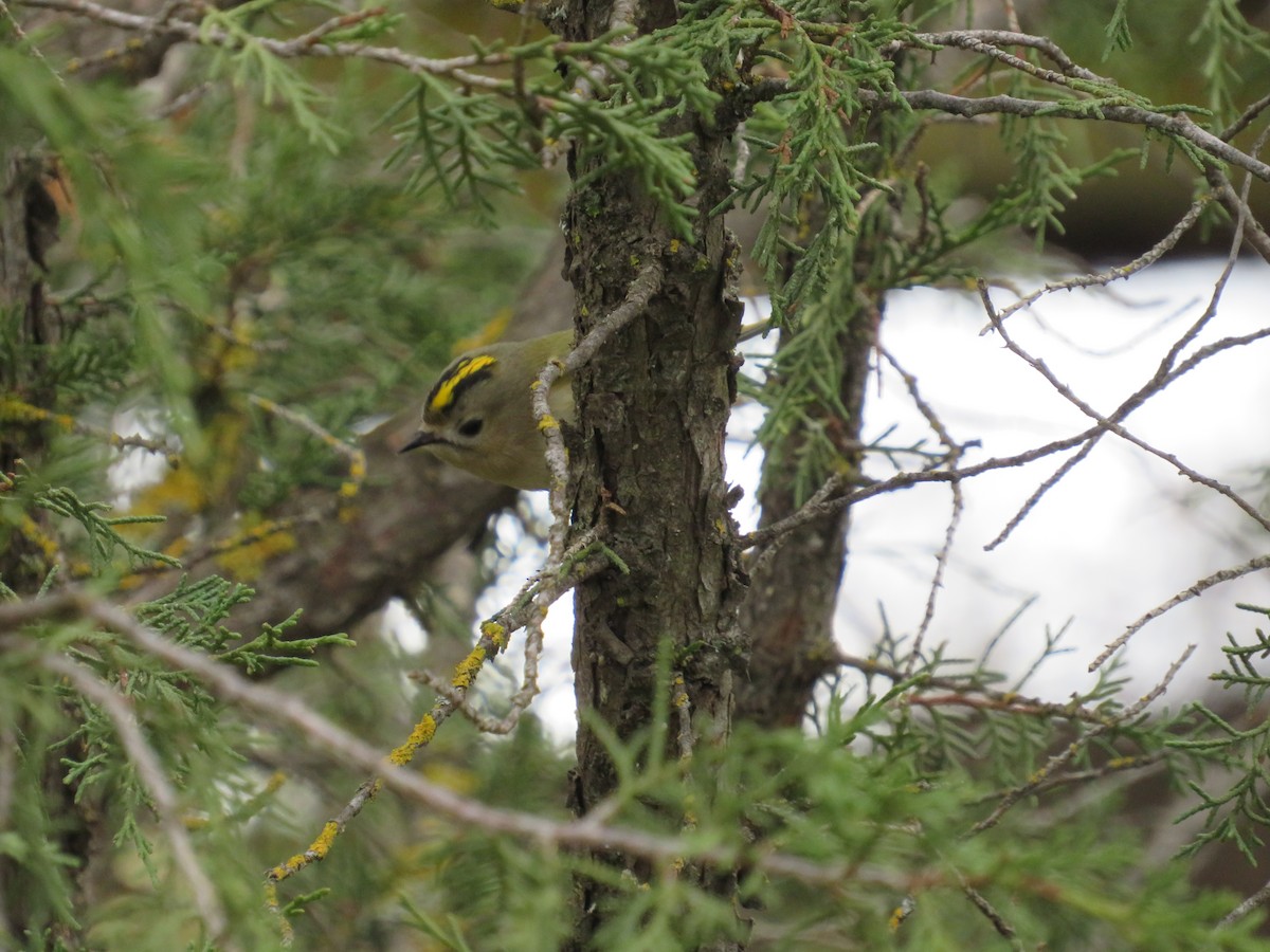 Goldcrest - ML646540093