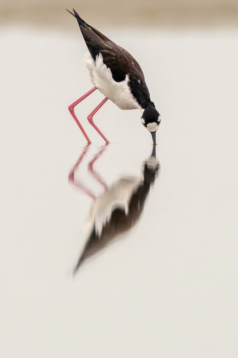 Zankaluze kaskabeltza - ML646540095