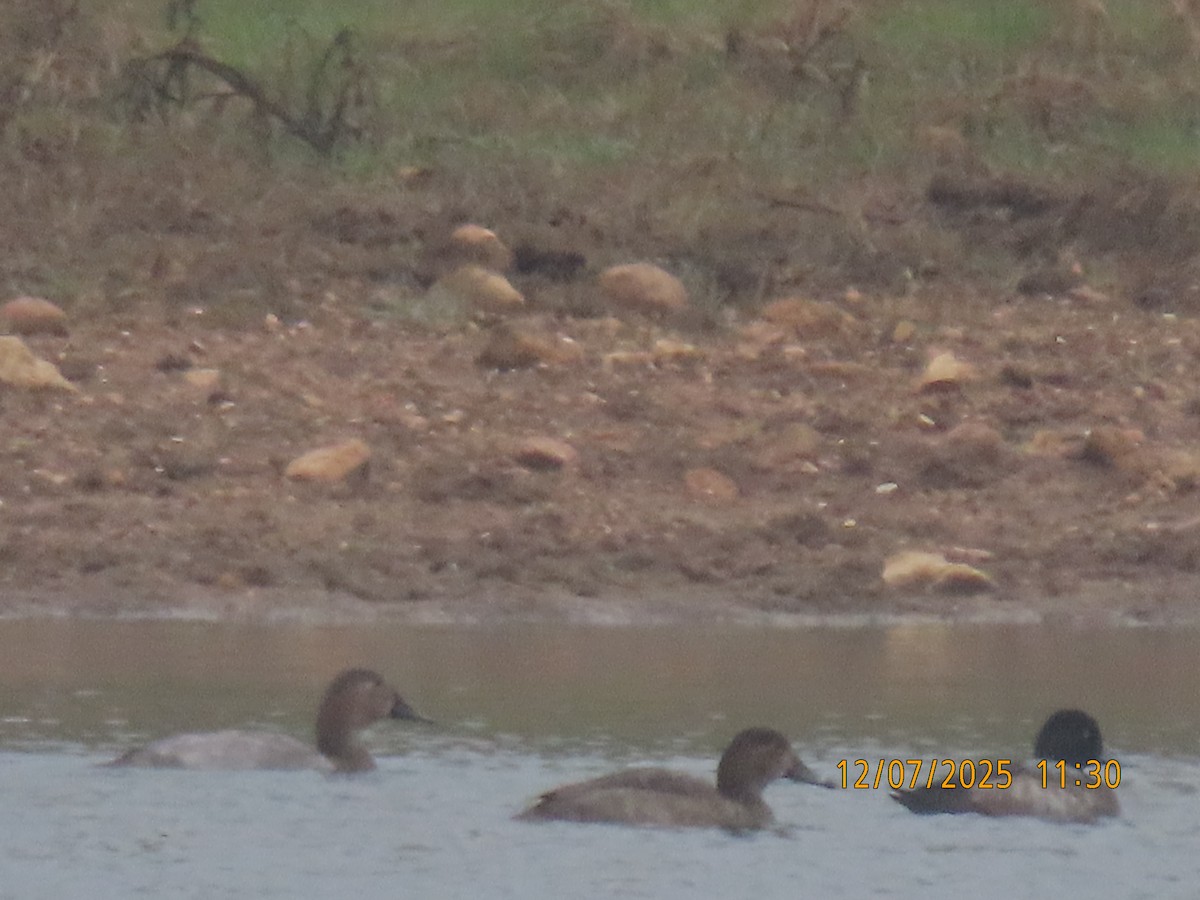 Redhead - ML646540097