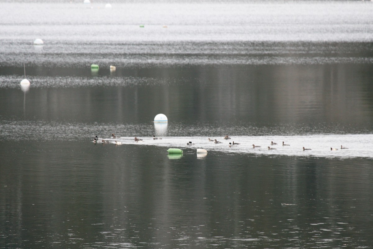 Red-breasted Merganser - ML646540098
