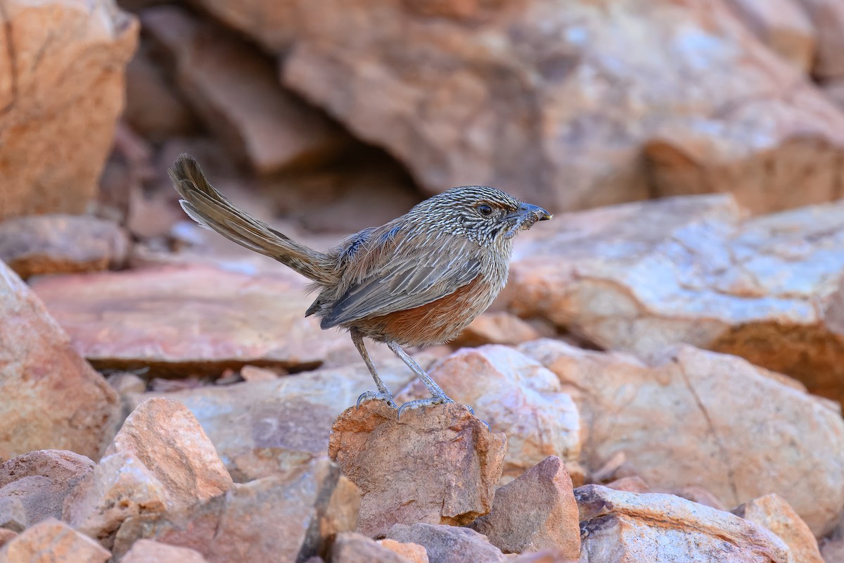 Kalkadoon Grasswren - ML646540100
