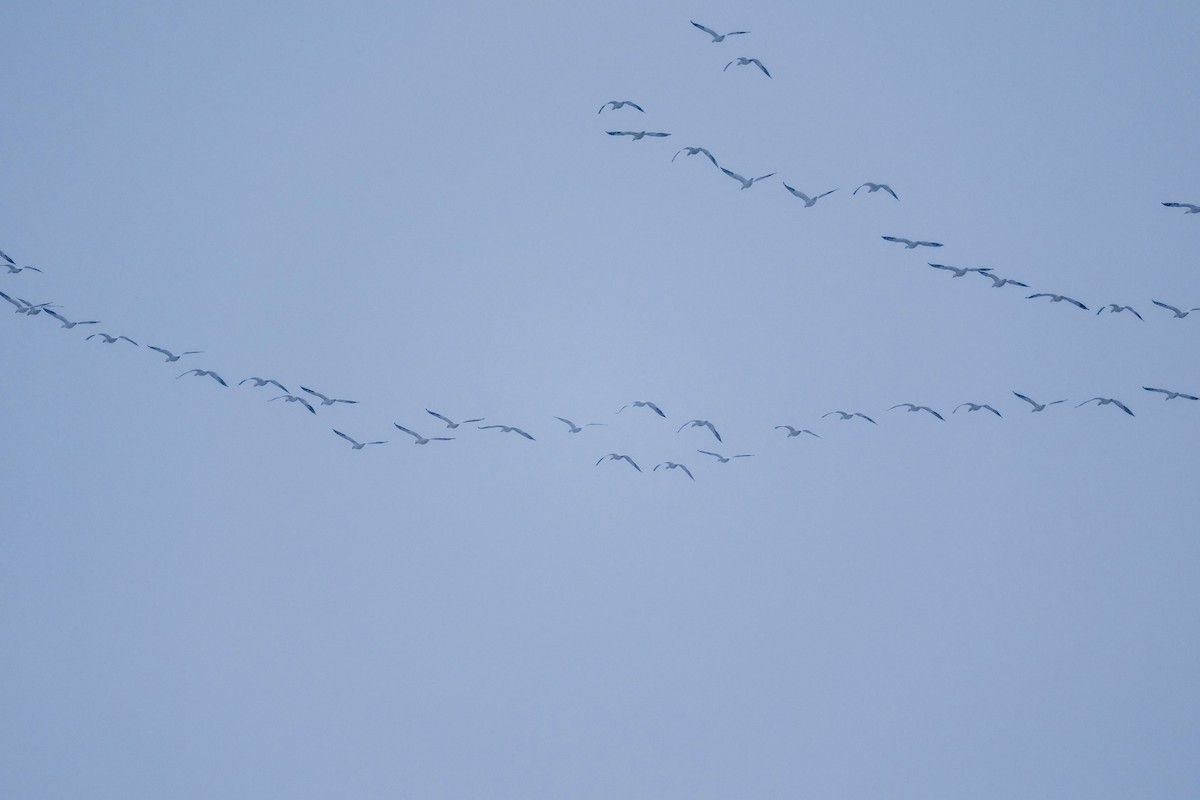 Snow Goose - ML646540102