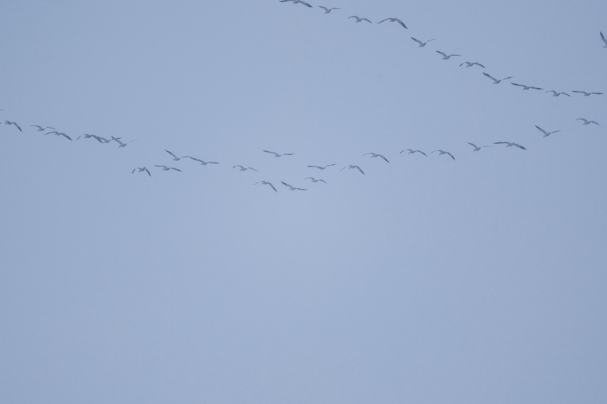 Snow Goose - ML646540103