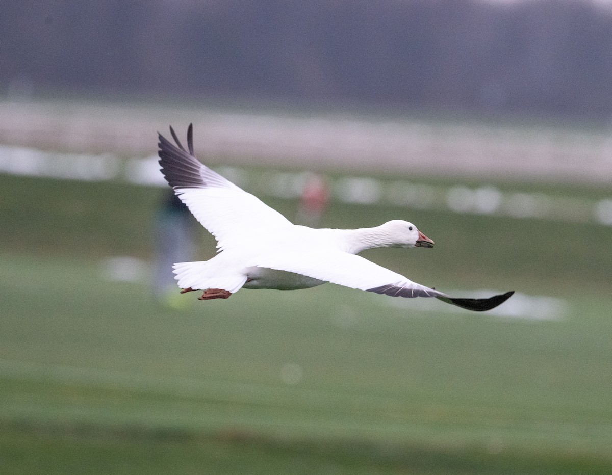 Snow Goose - ML646540106