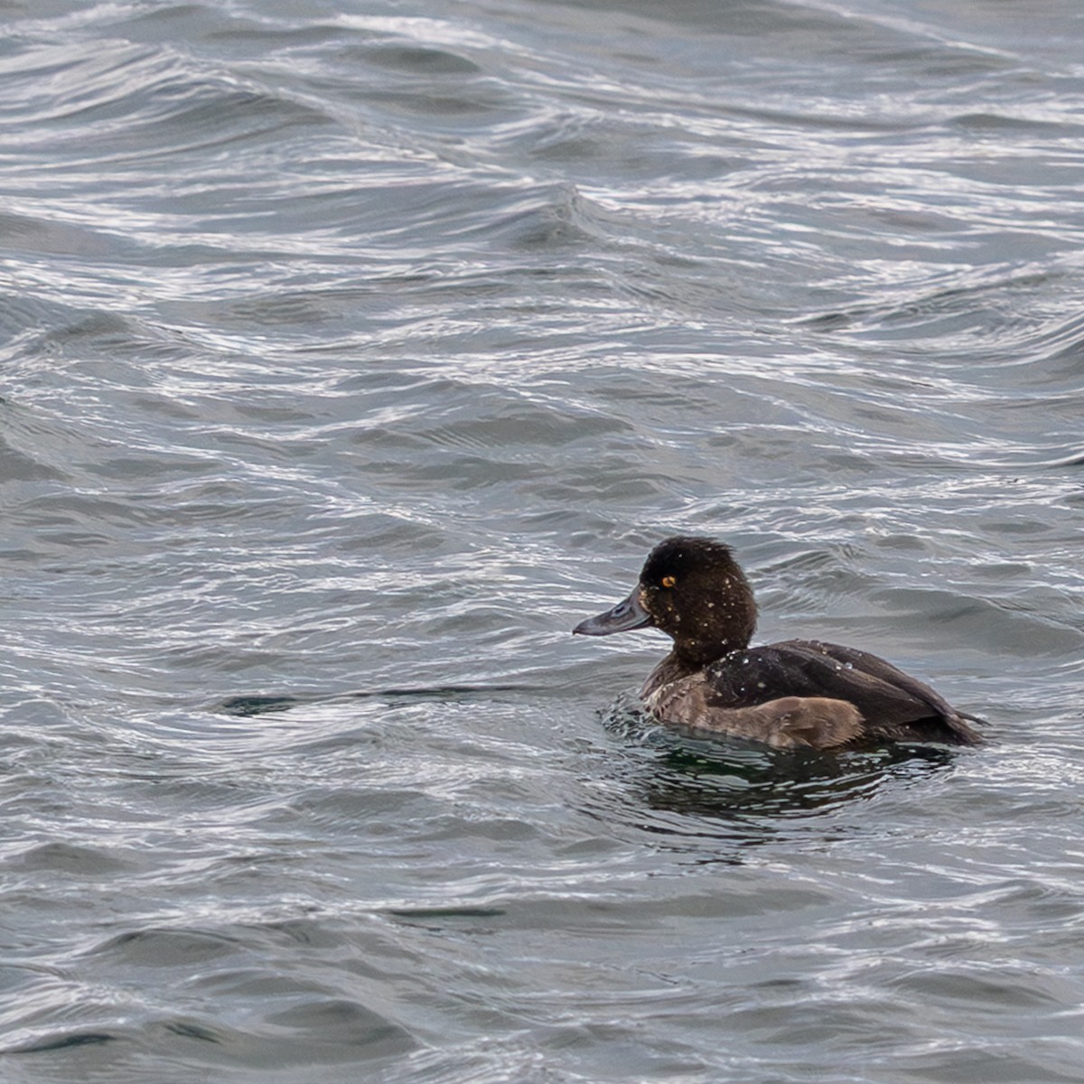 Tufted Duck - ML646540112