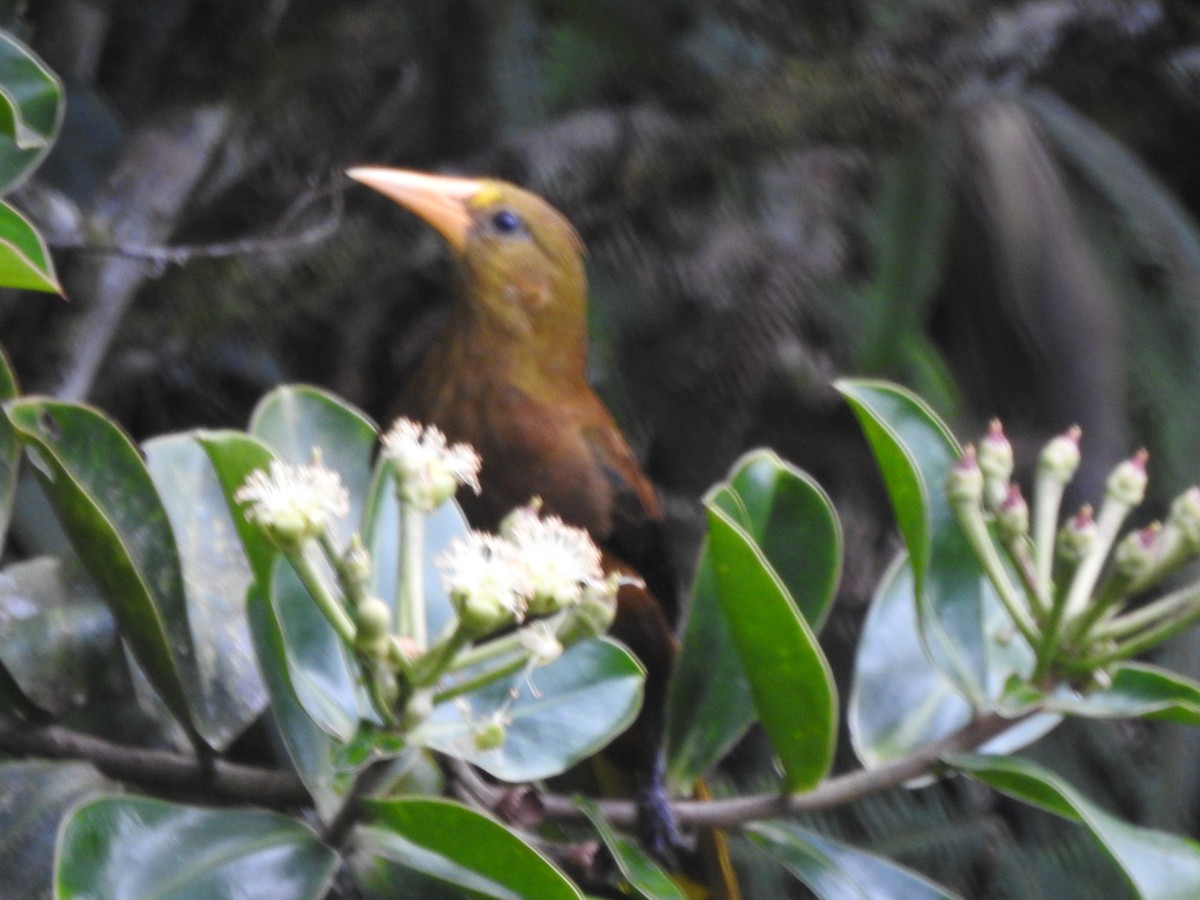 Russet-backed Oropendola - ML646540120