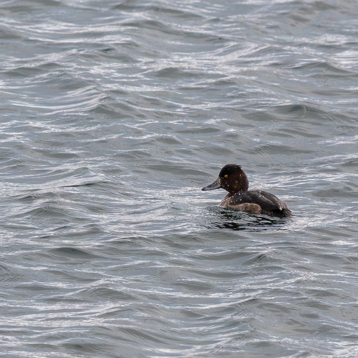Tufted Duck - ML646540121