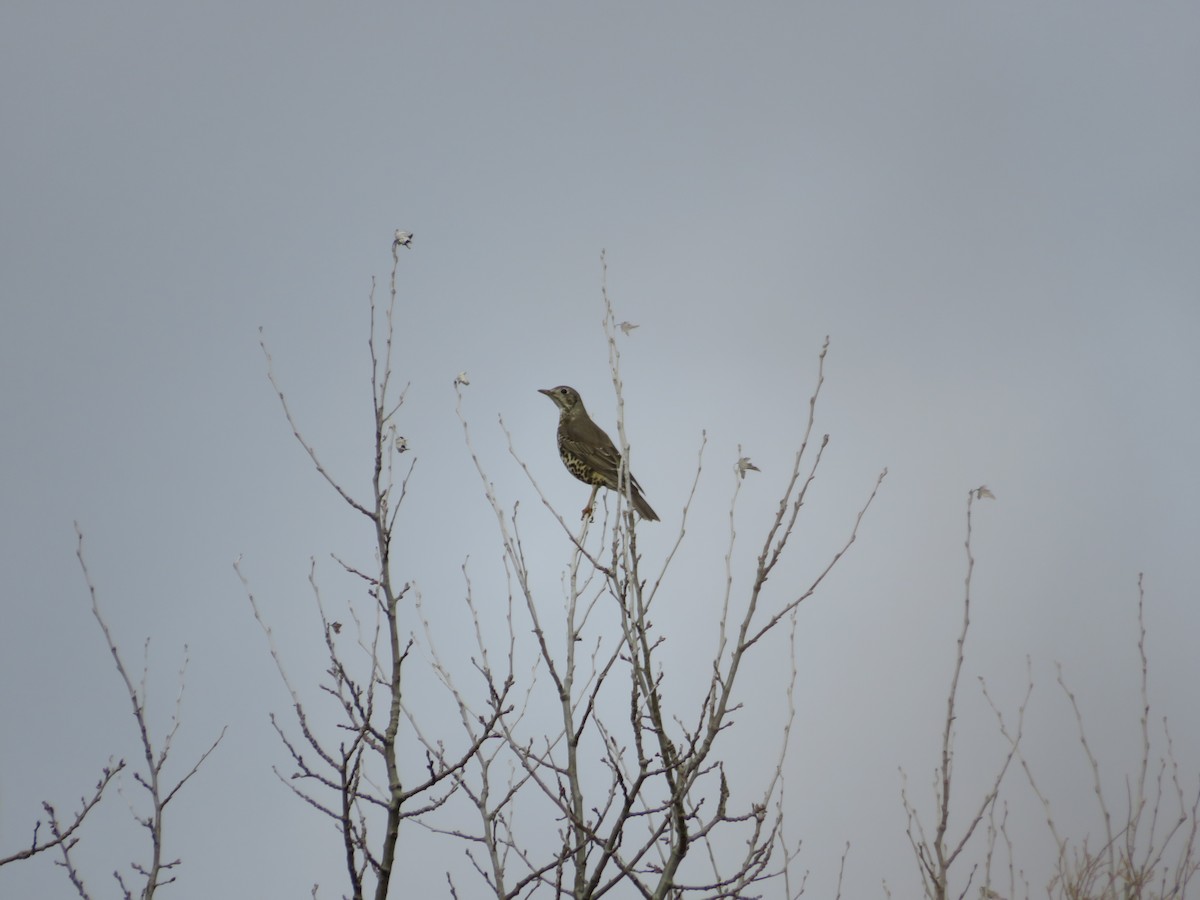 Grive draine - ML646540122