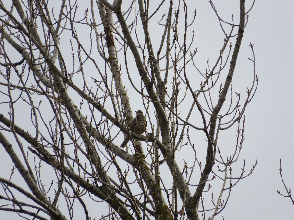 Grive draine - ML646540123