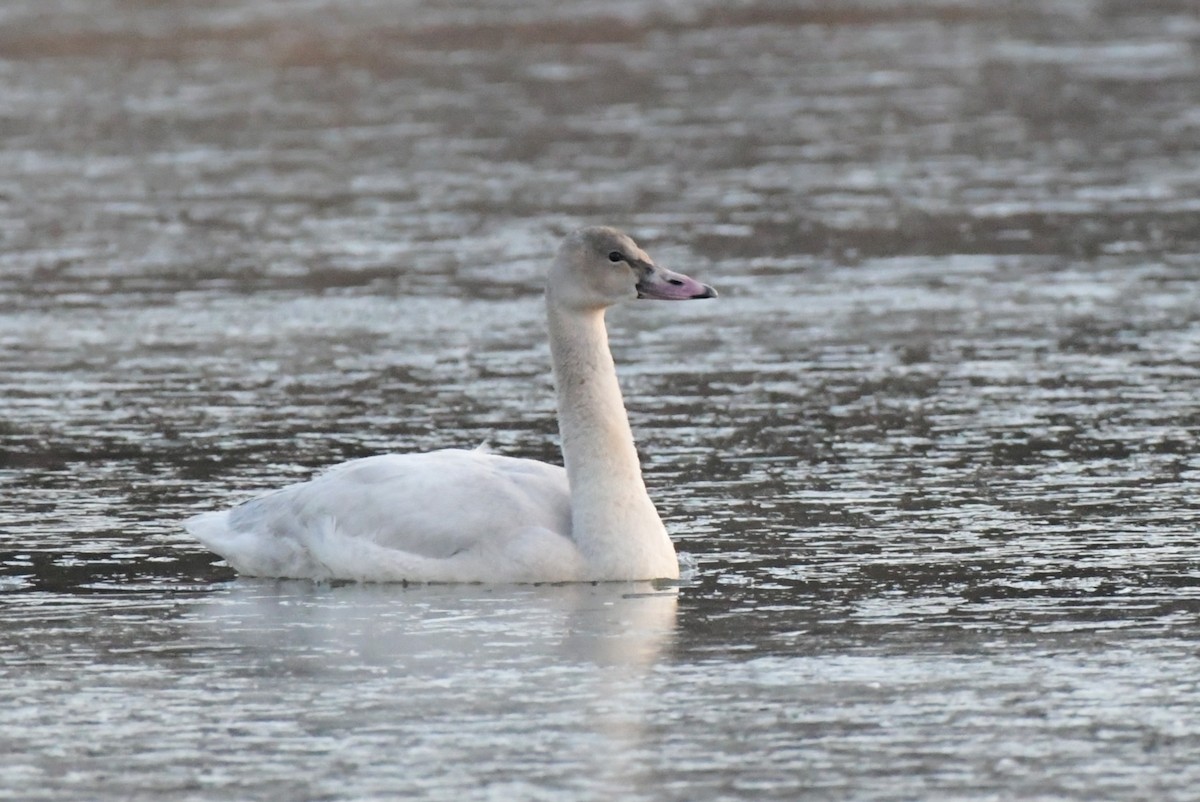Trumpeter Swan - ML646540136