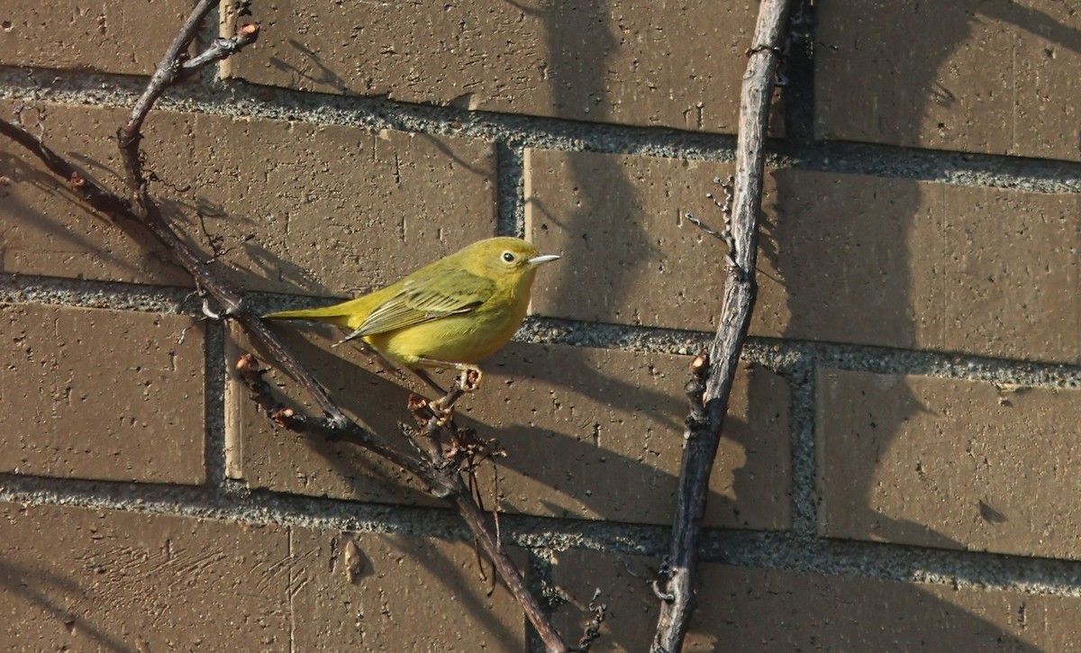 Пісняр-лісовик жовтий північний - ML646540144