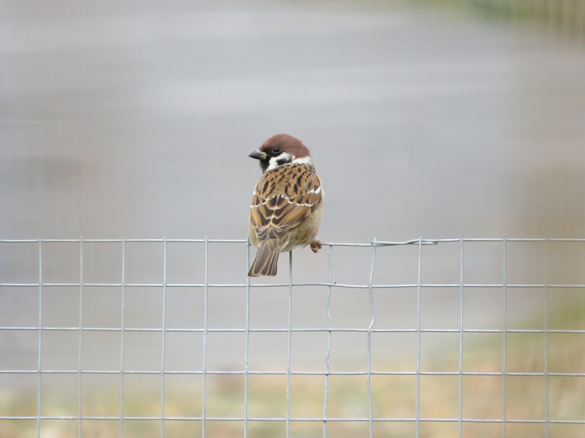 Eurasian Tree Sparrow - ML646540146