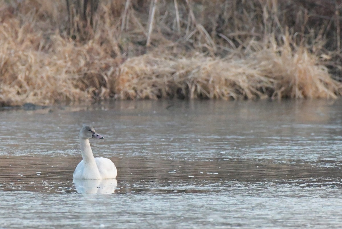 Trumpeter Swan - ML646540151