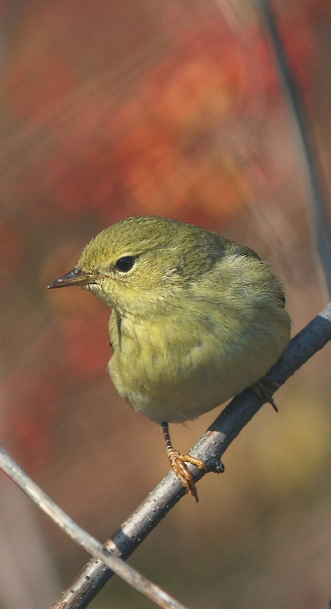 Пісняр-лісовик білощокий - ML646540152