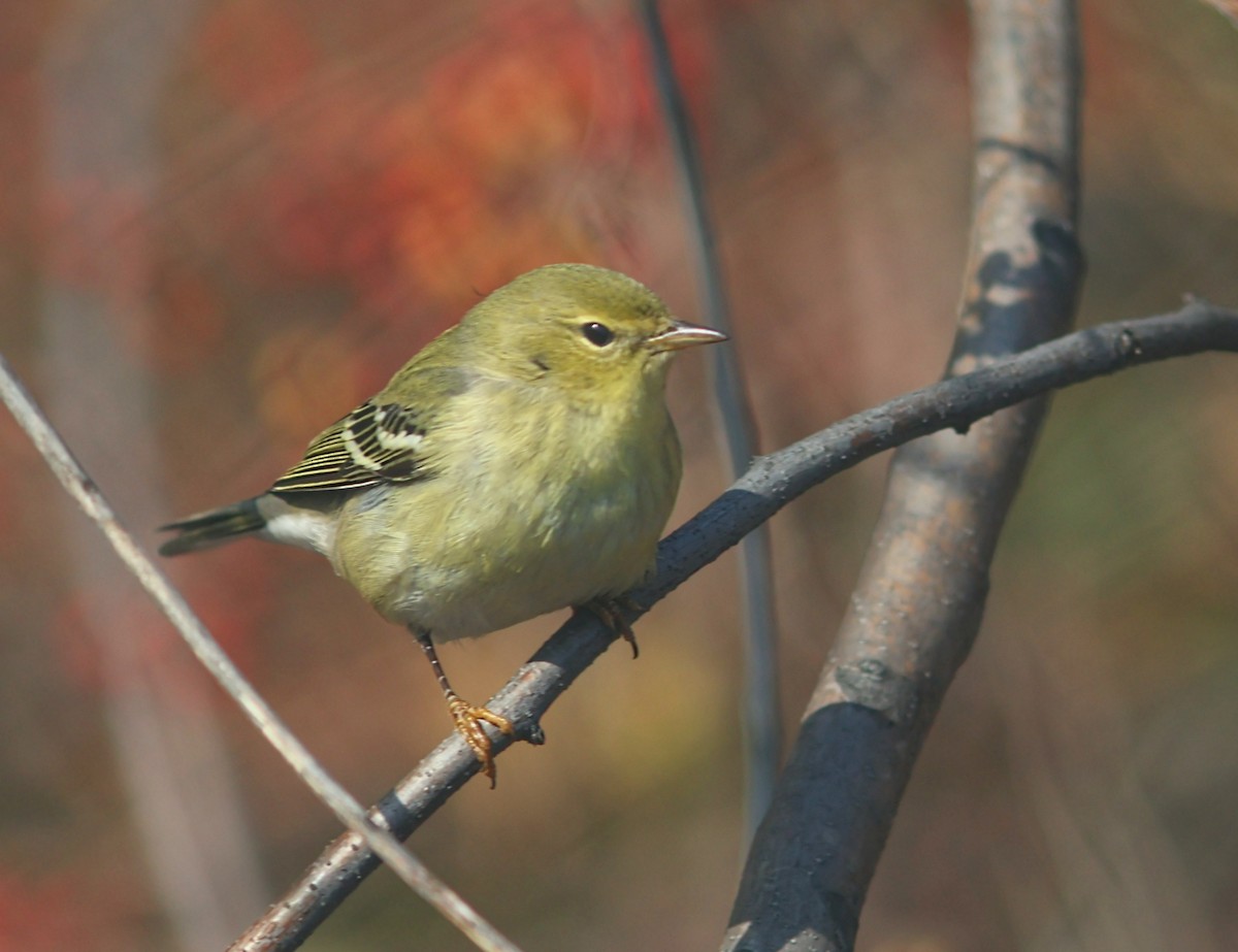Пісняр-лісовик білощокий - ML646540153