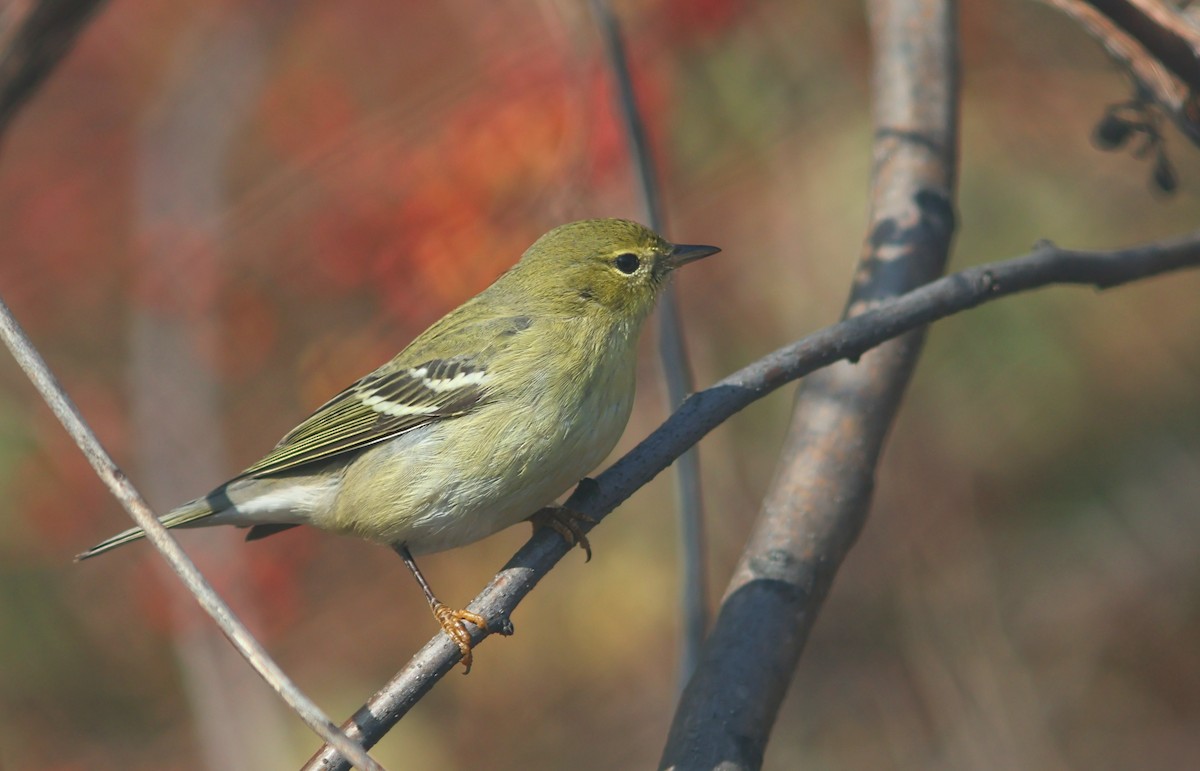 Пісняр-лісовик білощокий - ML646540154