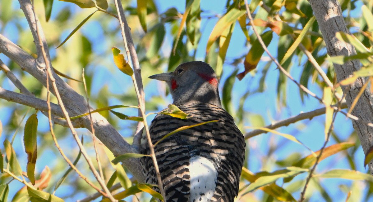 Northern Flicker (Yellow-shafted x Red-shafted) - ML646540155