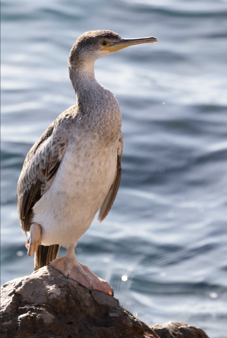 European Shag - ML646540156