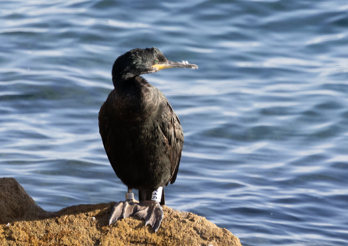 European Shag - ML646540157