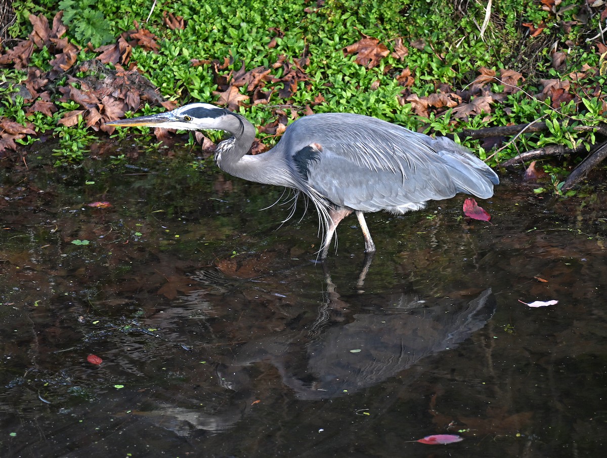 Great Blue Heron - ML646540158