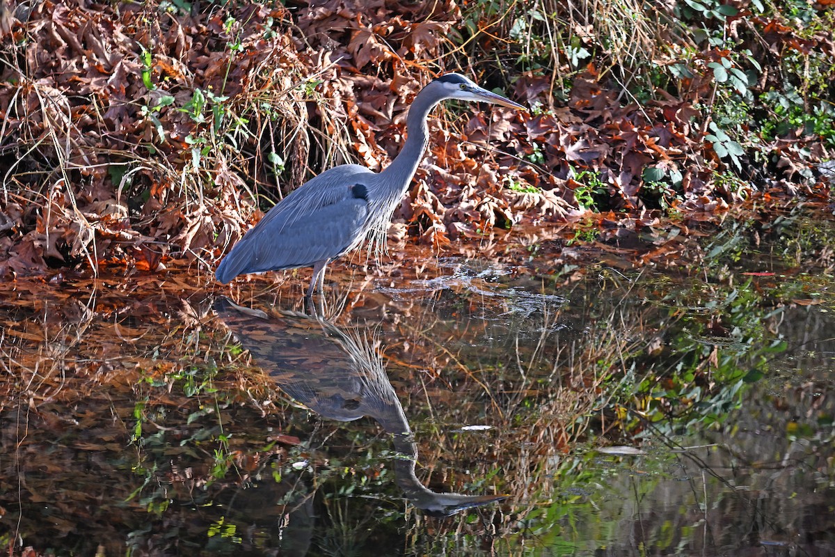 Great Blue Heron - ML646540162
