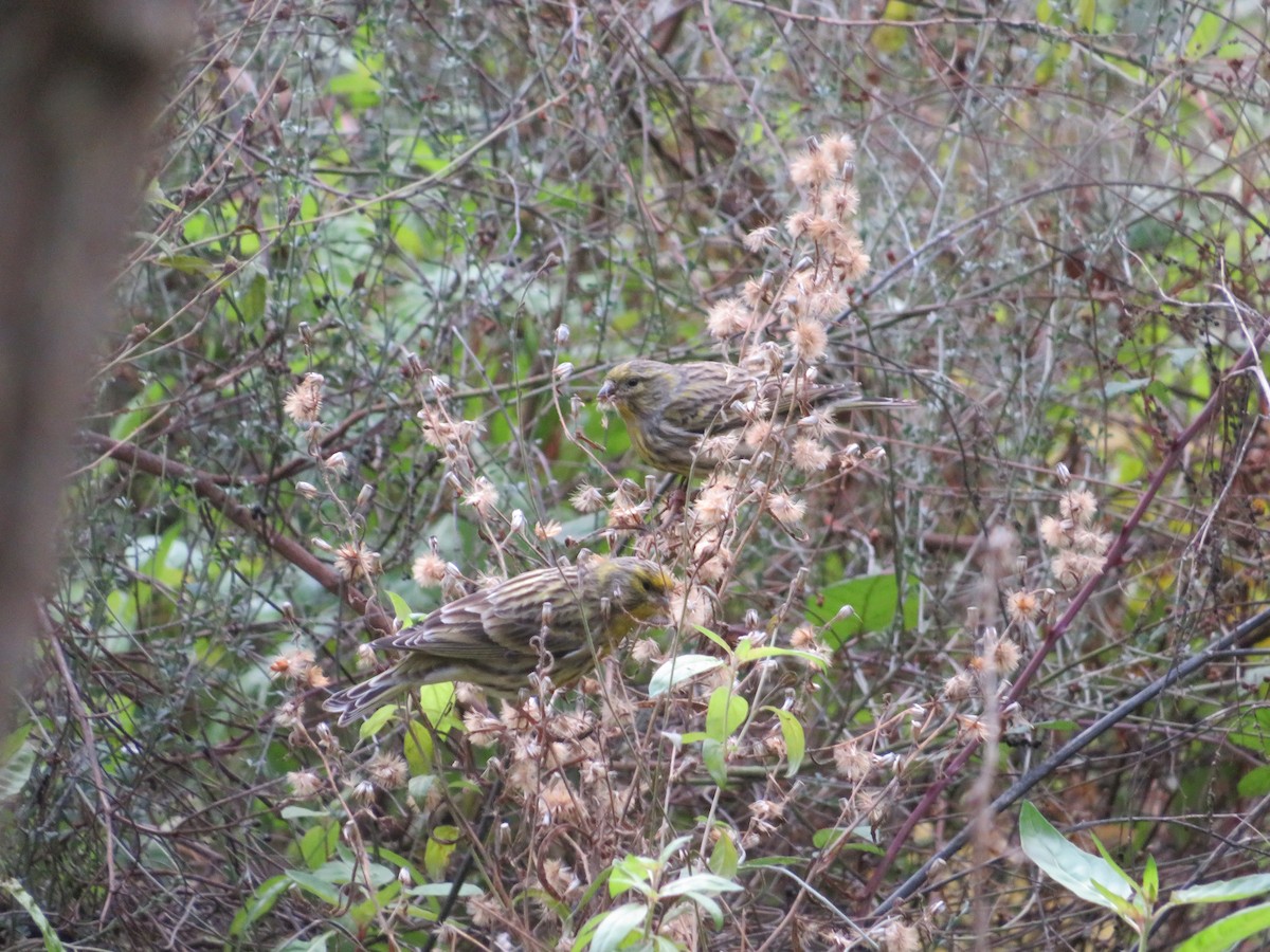 European Serin - ML646540165