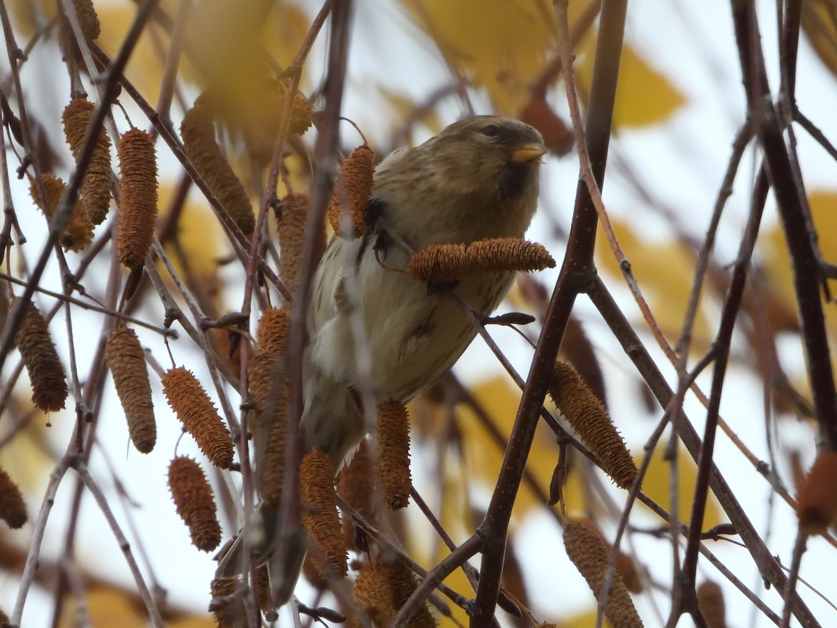 ベニヒワ（亜種 イメベニヒワ） - ML646540166