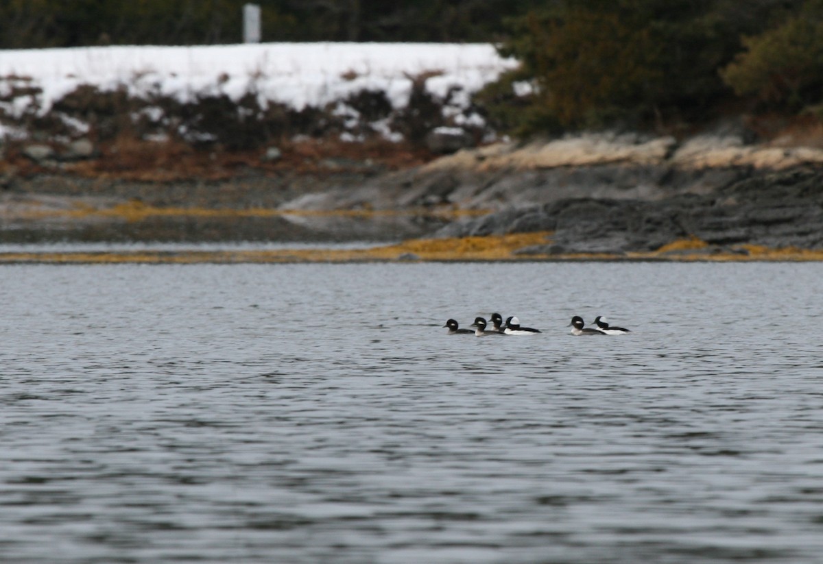 Murgilari buruzuria - ML646540167